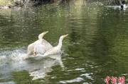子女测算吉林：罕见白鸬鹚连续两年“故地重游”
