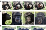 子女测算国际最新研究：机器人“打哈欠” 黑猩猩被传染